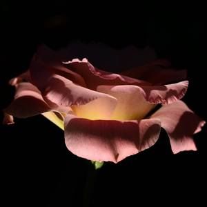 Meet your Posher, Nanci